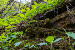 Cloudland-Canyon-173