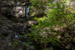 Cloudland-Canyon-177