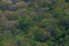 Cloudland-Canyon-21