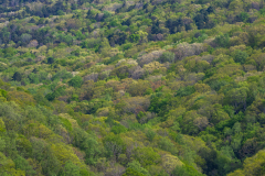 Cloudland-Canyon-23