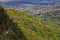Cloudland-Canyon-27