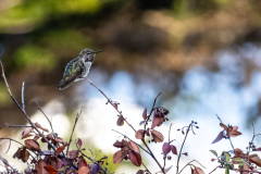 Coit-Tower-Hummingbird-12