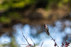 Coit-Tower-Hummingbird-15