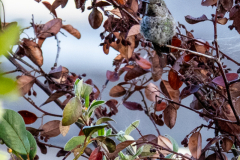 Coit-Tower-Hummingbird-2