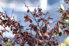 Coit-Tower-Hummingbird-3