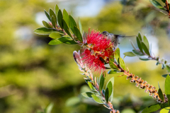 Coit-Tower-Hummingbird-4