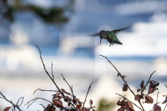 Coit-Tower-Hummingbird-6