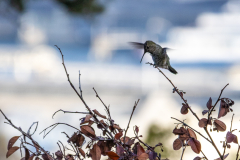 Coit-Tower-Hummingbird-7