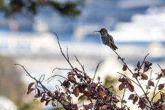 Coit-Tower-Hummingbird-9