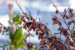 Coit-Tower-Hummingbird