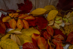Autumn leaves