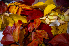 Autumn fallen leaves