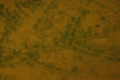 Yellow leaf macro