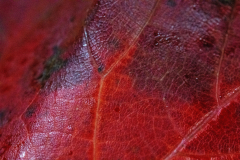 Red Leaf macro