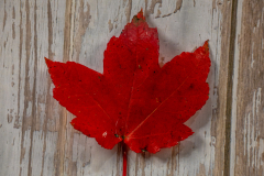 Maple leaf