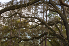 Branches
