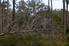 Fallen-Tree