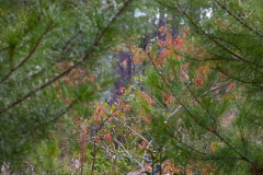 Hidden-Fall-Colors