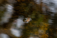 Leaf-on-the-Water