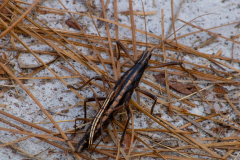 Mating-Stick-bugs-rear