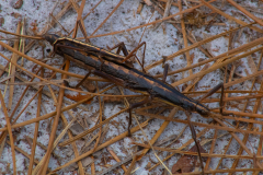Mating-Stick-bugs