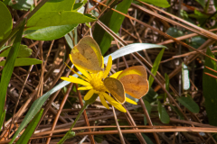 Moth-or-Butteryfly-Trio