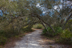 Path-and-Trees-Wider