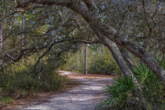 Path-and-Trees