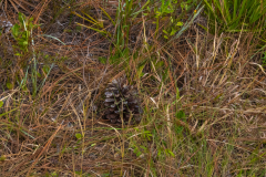 Pine-Cone