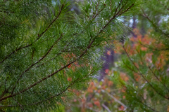 Pine-Needles
