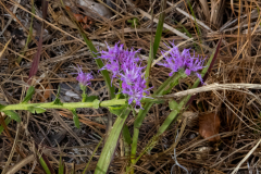 Purple-Flower-thing