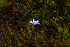 Purple-Flower