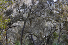 Spanish-Moss