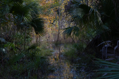 Swamped-Path
