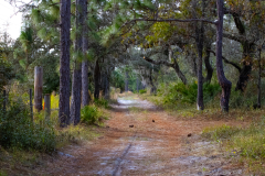 The-Path-Again
