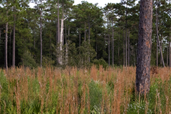 The-Woods-and-Weeds