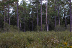 The-Woods