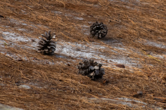 Three-Pinecones
