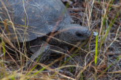 Tortoise-Close-Up