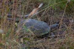 Tortoise-in-the-rough