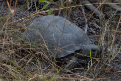 Tortoise