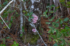 Tree-Fungus