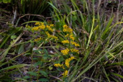Yellow-flowers