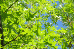 IMG_1272
