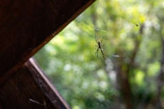 Haralson-Mill-Covered-Bridge-11 Haralson-Mill-Covered-Bridge-11