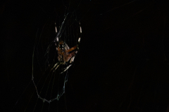 Haralson-Mill-Covered-Bridge-13 Haralson-Mill-Covered-Bridge-13