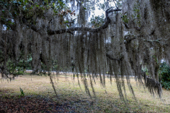 Jekyll-Island-Day-2-014