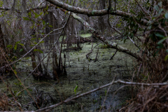 Jekyll-Island-Day-2-053