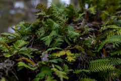 Jekyll-Island-Day-2-088