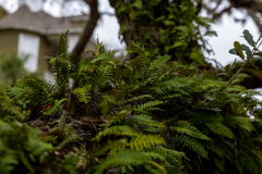Jekyll-Island-Day-2-089
